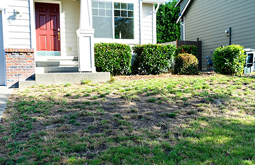 Dead grass spots in a front yard outside of a home.