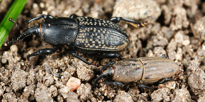 Adult Billbug and Billbug Larvae in Dirt