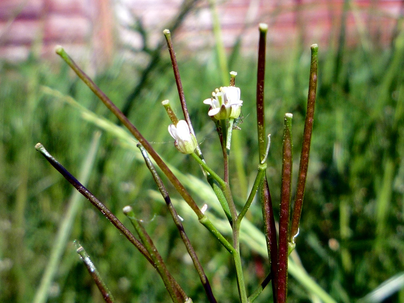 Bittercress weed with a thin green central stem and thin, brown secondary stems with white flowers beginning to bloom from the central stem