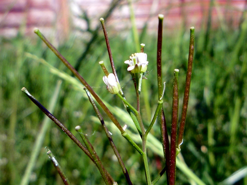 Ohio Lawn Weeds Identification