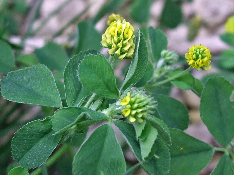 Black Medic weed with its clover-like leaves in groups of three with yellow pom-pom flowers about to bloom