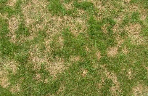 Lawn with brown patch lawn disease