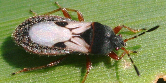 Close-Up of a Chinch Bug