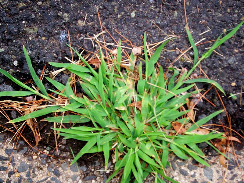 crabgrass growing through asphalt with wide, flat, green leaf blades