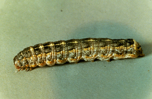 Close-Up of a Cutworm