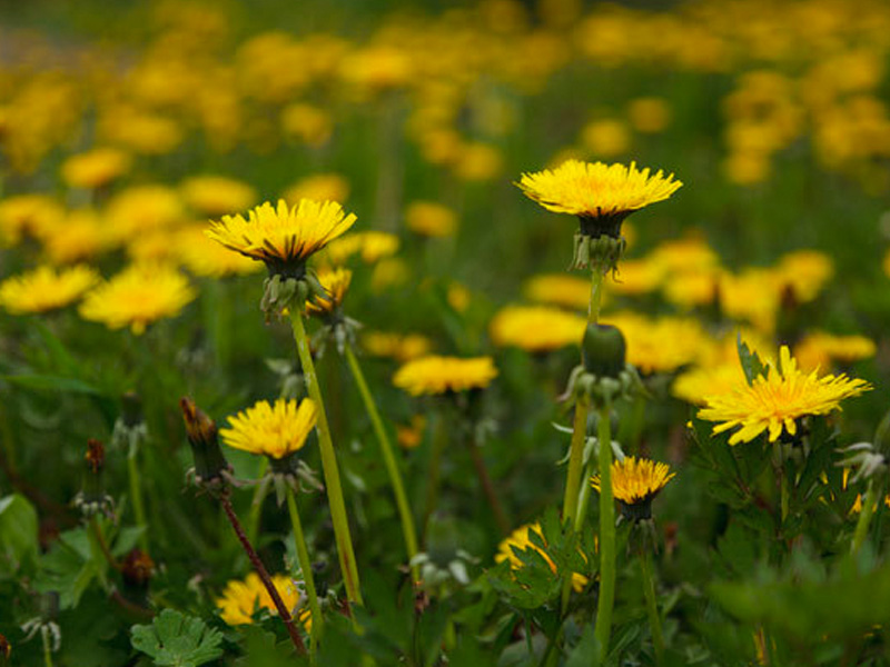 field of dandelion weeds with green hollow stalks and yellow flowers blooming