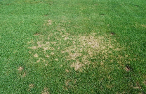 Lawn Disease Identification Chart