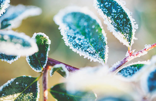 Frost-bitten plants