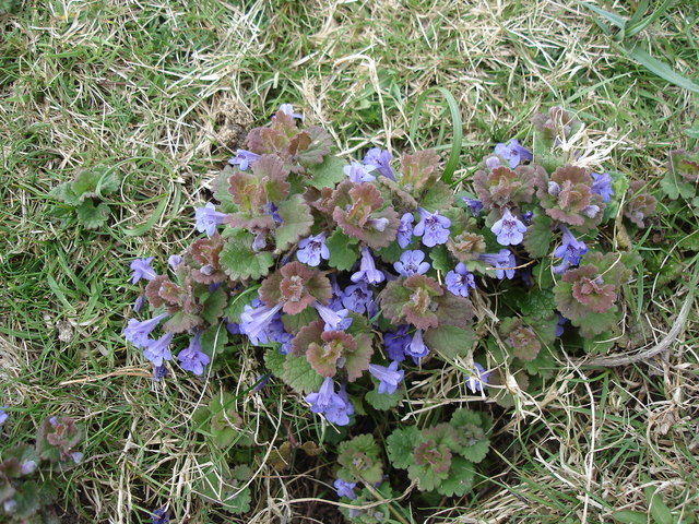 ground ivy growing close to the ground with round, scalloped edged leaves with a tinge of red and some funnel-shaped, lavender-colored flowers