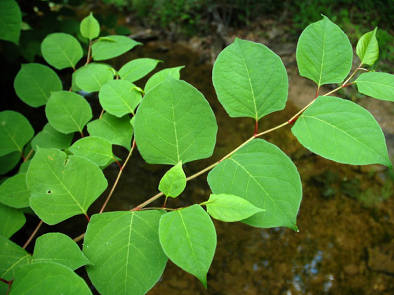 Identifying Common Weeds in Ohio