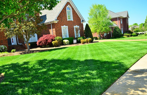 Lawn discount care advice
