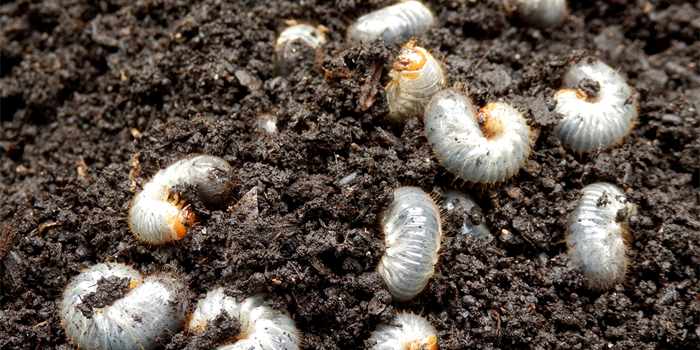 White Grubs in Soil