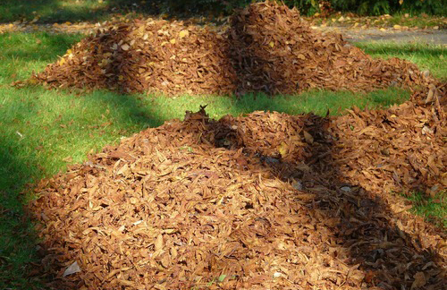 Two large piles of autumn leaves on a green lawn