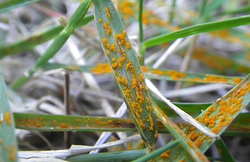 Grass Blades infected by Rust Diseases