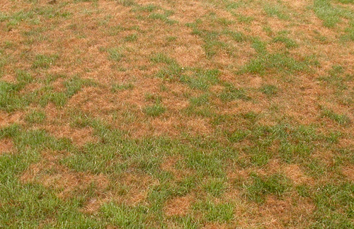 Lawn Disease Identification Chart Australia