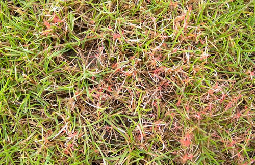 Red Thread-infected Turfgrass