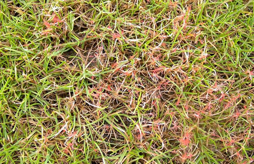 Lawn Disease Identification Chart