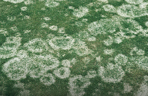 Grass infected by Gray Snow Mold