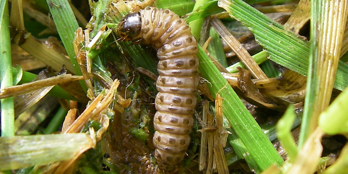 Sod Webworms in Grass