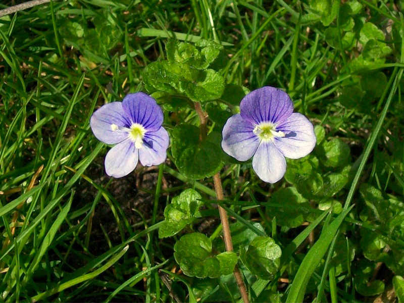 blooming Speedwell weed with round purple flowers and scalloped green leaves