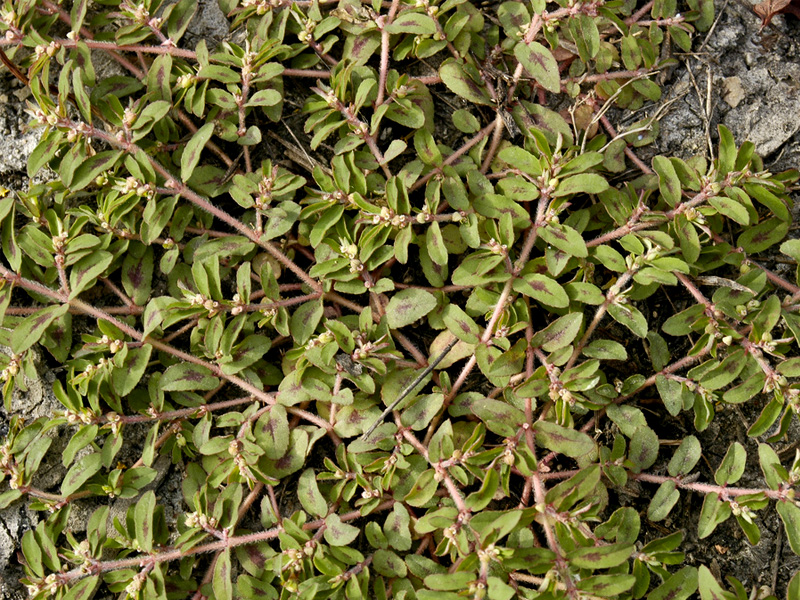 spurge weed growing in a mated, circular shape with red steams and green, oval-shaped leaves with splotches of purple