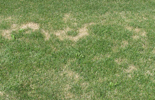 Lawn Infected with Summer Patch
