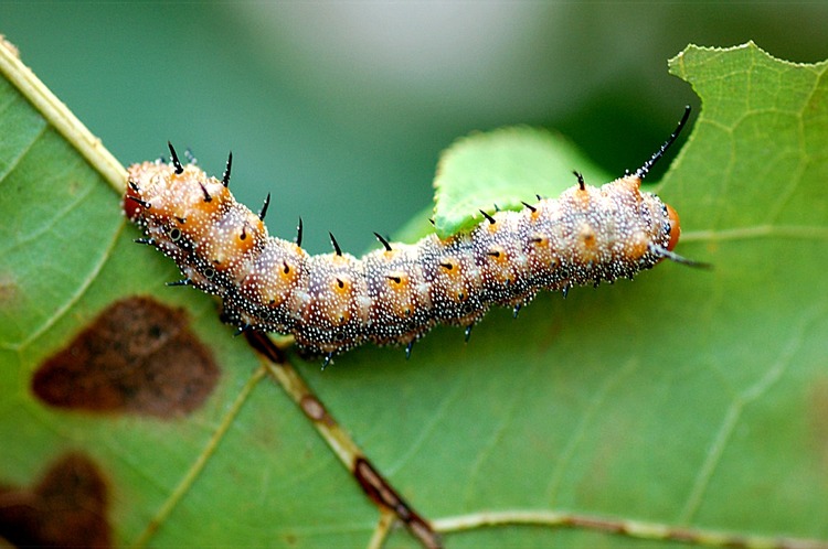 large caterpillar on a leaf