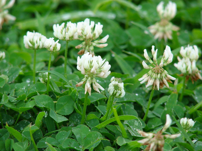 white clover weeds with white flower nodes and trifoliate egg-shaped leaf stems