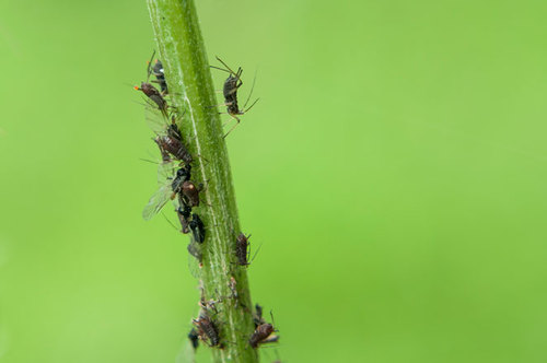 insects on a plant