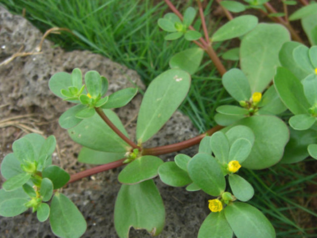 Purslane is a creeping annual lawn weed with paddle shaped leaves