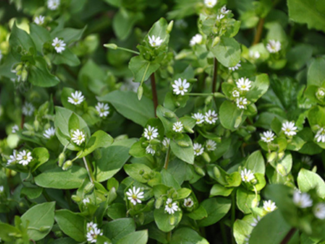 chickweed with small, green oval-shaped leaves and tiny white petal flowers beginning to bloom at the ends of the brownish, green stems