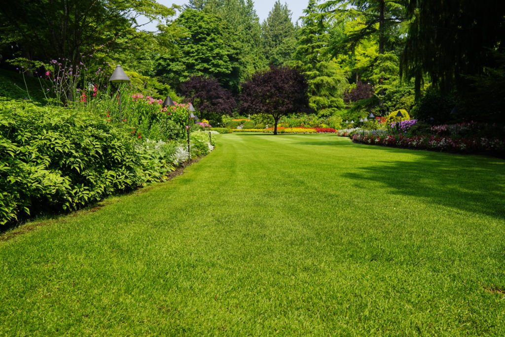 Trees and Flowers in Backyard