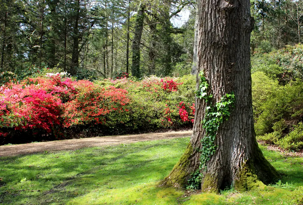 Tree and Shrubs