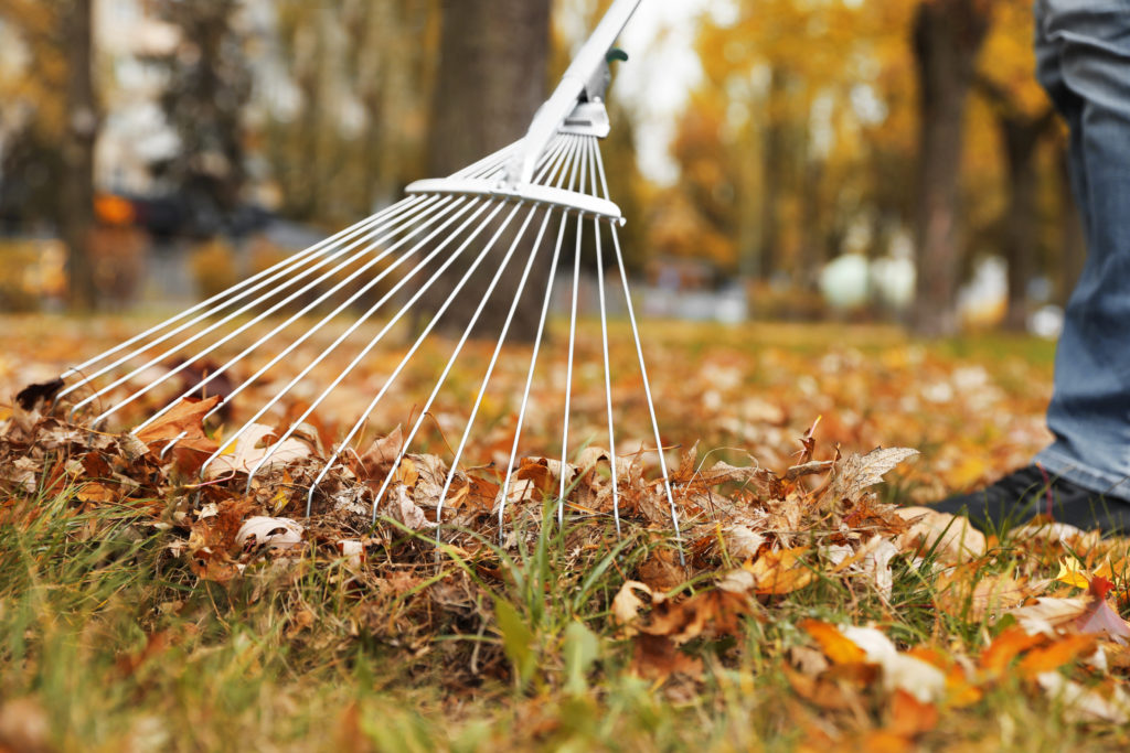 Person Raking Leaves