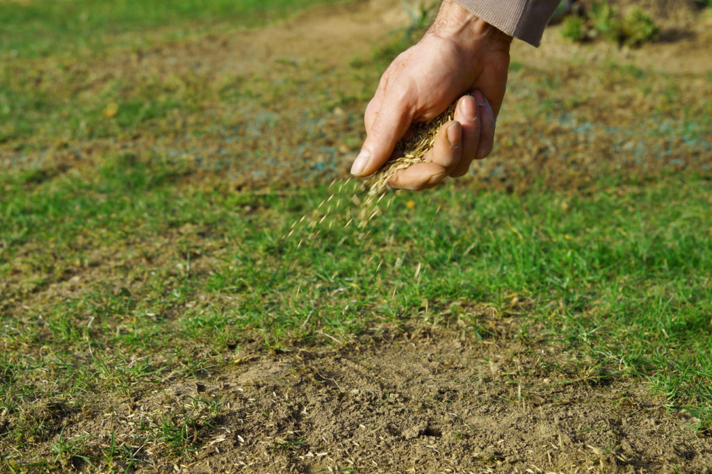 Hand spreading grass seed