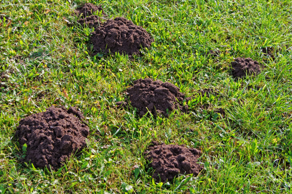 Mole holes found in lawn