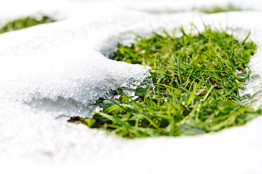 Snow melting on grassy lawn