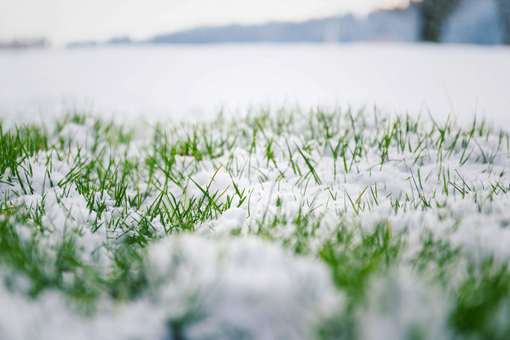snow on the grass