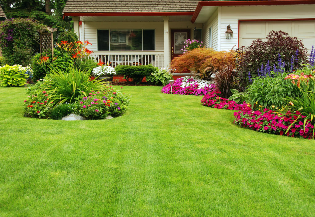 Blooming spring lawn after spring lawn maintenance