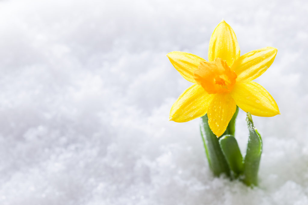 Yellow Flower Blooming Through Snow