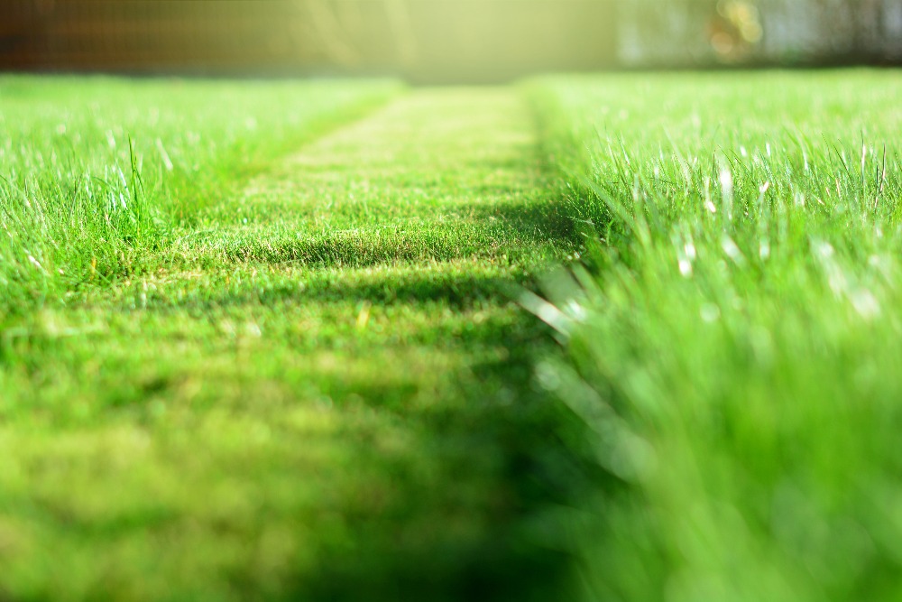 Strip of freshly mowed lawn