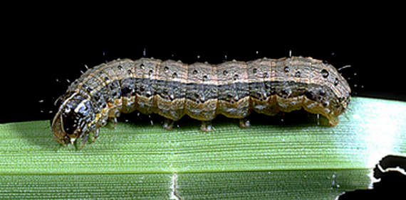 army worm