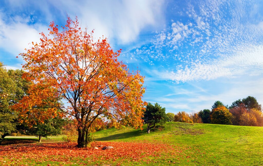 Fall Landscape