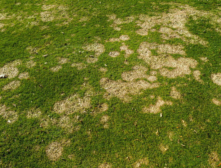 gray snow mold on golf course