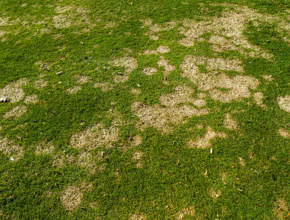 gray snow mold on gold course