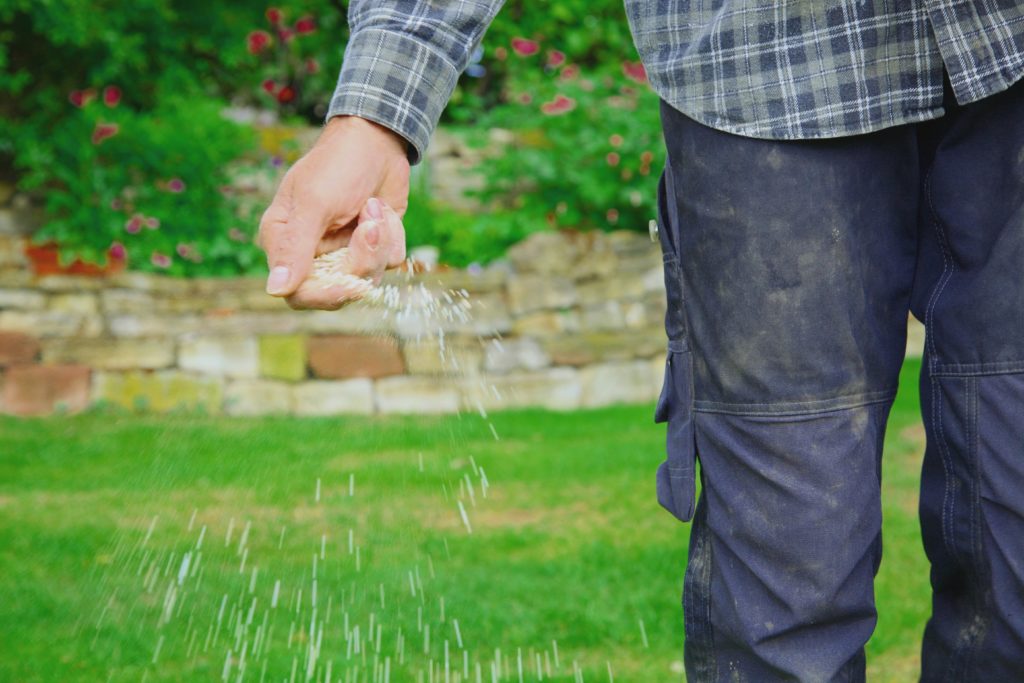 Man using grass seed on lawn