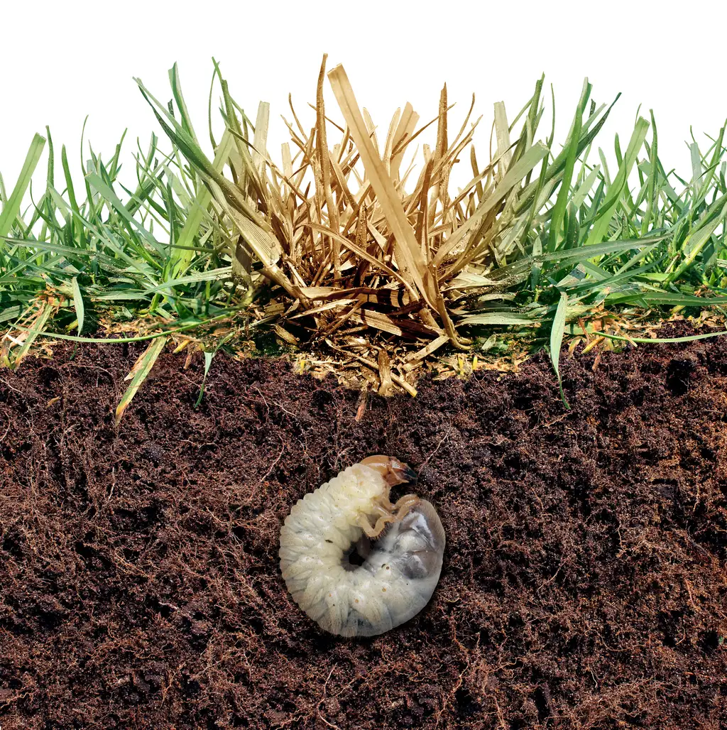 How to get rid of grubs that damage your lawn.
