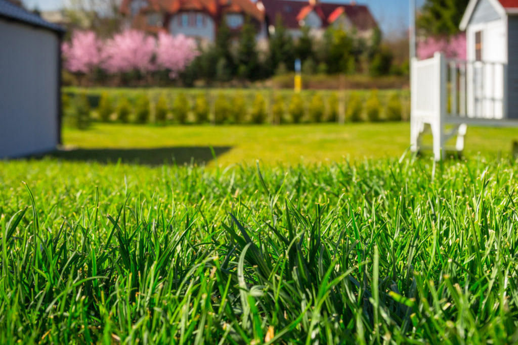 Lush grass in garden