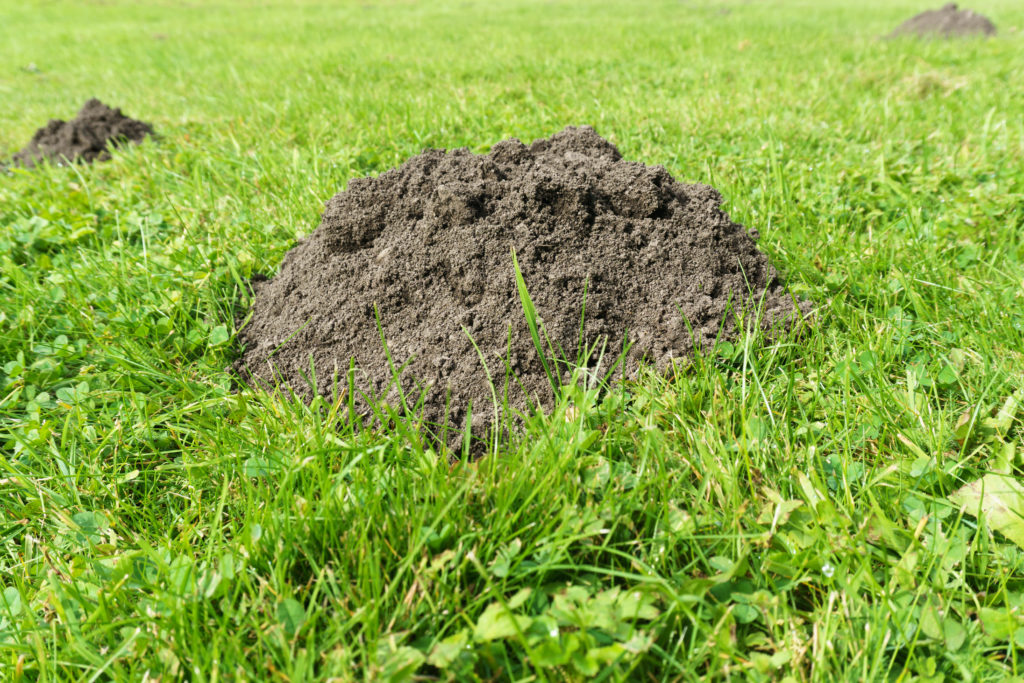 Mounds of dirt in grass