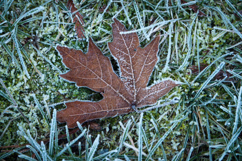 Frosted-tip leaf on frosted grass
